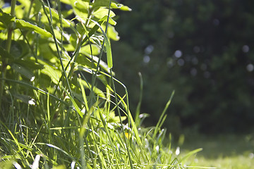 Image showing wild grass