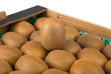 Image showing Green and yellow kiwi