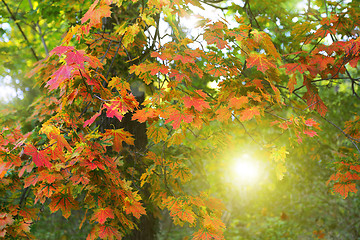 Image showing Beautiful autumn maple tree with sunlight