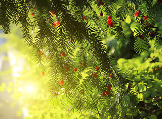 Image showing Red berries growing on evergreen yew tree in sunlight