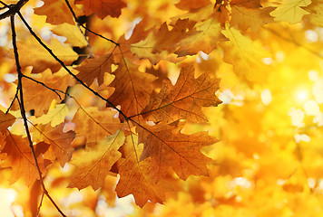 Image showing Beautiful autumn branch with sunlight