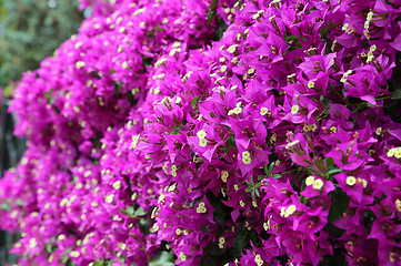 Image showing Beautiful blooming bougainvillea branches
