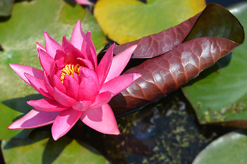 Image showing Water lily