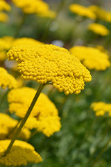 Image showing Gold plate yarrow