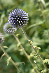 Image showing Southern globethistle flower