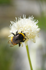 Image showing Bumblebee close up