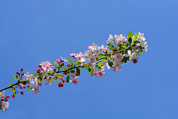 Image showing Japanese flowering crabapple