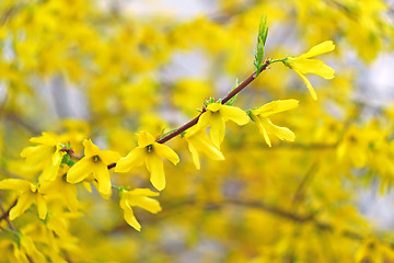 Image showing Forsythia Yellow Flowers