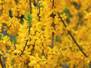 Image showing Yellow Forsythia Flowers 