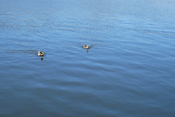 Image showing Pair of wild duck floats on water surface 