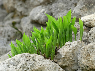 Image showing Green plants among grey stones