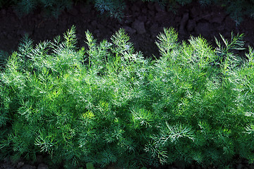 Image showing green fennel grows on soil 