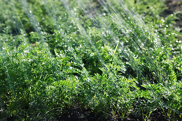 Image showing rain waters on green organic food