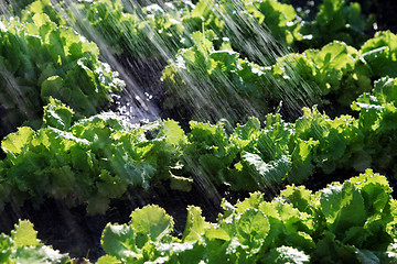 Image showing rain waters on organic food