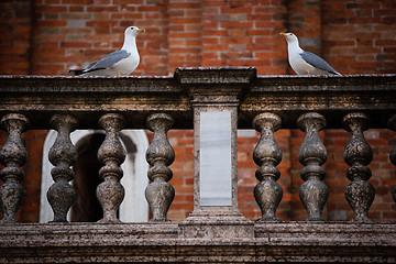 Image showing Two pigeons in Venice, Italy