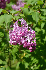 Image showing Pink lilac