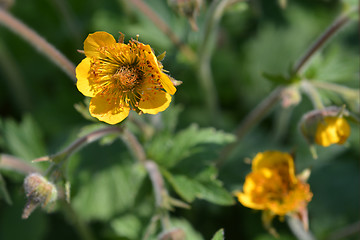 Image showing Dwarf orange avens