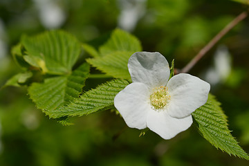 Image showing White flower close up