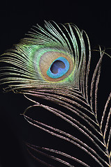 Image showing Peacock feather