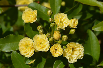 Image showing Lady Banks' rose