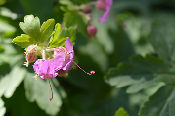 Image showing Bigroot geranium