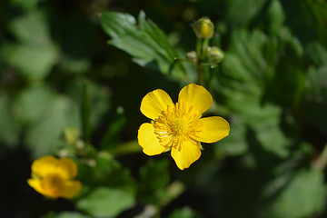 Image showing Creeping buttercup