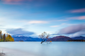 Image showing Wanaka tree in sunrise, New Zealand