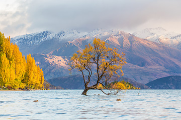 Image showing Wanaka tree in sunrise, New Zealand