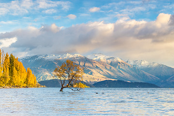 Image showing Wanaka tree in sunrise, New Zealand