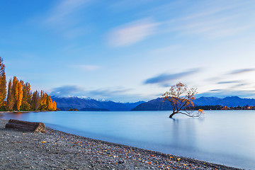 Image showing Wanaka tree in sunrise, New Zealand