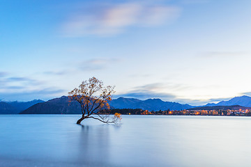 Image showing Wanaka tree in sunrise, New Zealand