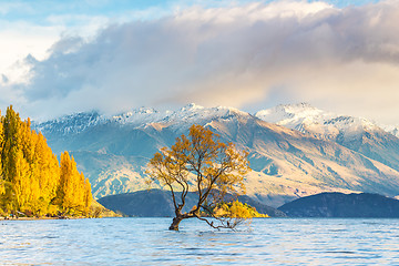 Image showing Wanaka tree in sunrise, New Zealand