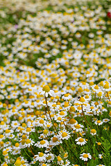 Image showing Spring flower meadow