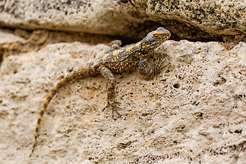 Image showing Lizard sitting on the stone