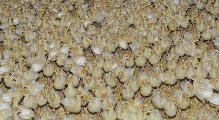 Image showing Turkey Chicks Background