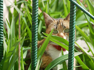 Image showing Cat in grass behind metal fence