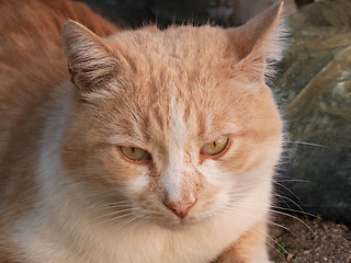 Image showing Reddish Cat Portrait Outdoors