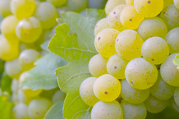 Image showing White grapes on the vine