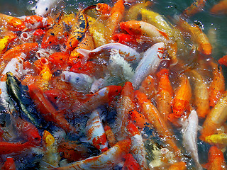 Image showing goldfishes