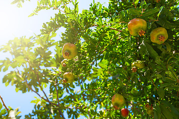 Image showing Green pomegranate on tree