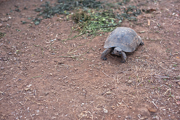 Image showing Turtle on the land