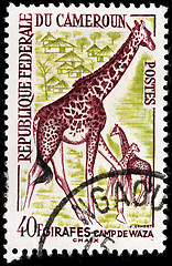 Image showing African Giraffes Stamp