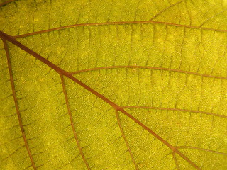 Image showing Leaf texture