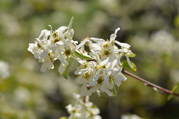 Image showing Snowy mespilus