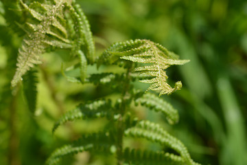 Image showing Common fern