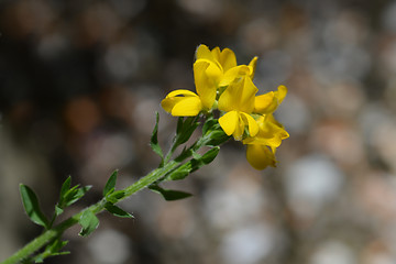 Image showing Spanish Gorse