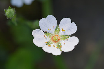 Image showing Rock cinquefoil