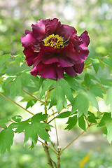 Image showing Tree peony