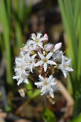 Image showing Bogbean flowers