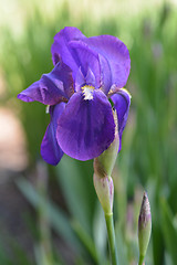 Image showing Illyrian Iris